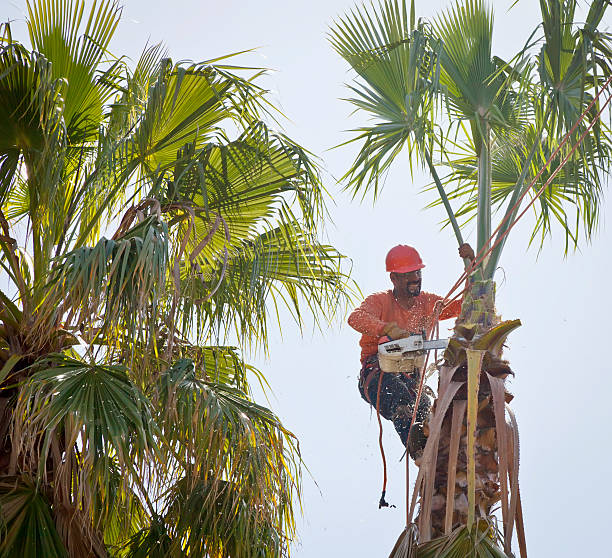 Best Local Tree Services  in USA